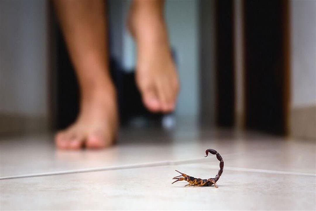تزنيت … سم عقرب يسلب حياة طفل بمستشفى الحسن الأول