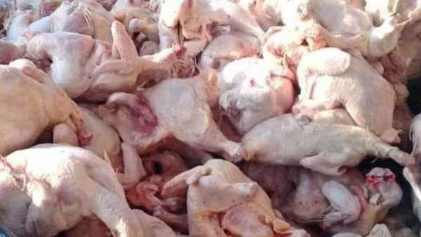 عناصر الدرك الملكي بأزيلال توقف شاحنة محمّلة بدجاج فاسد كانت في طريقها إلى تلاميذ
