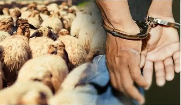 إقليم خنيفرة … سرقة المواشي تورط خمسينيا
