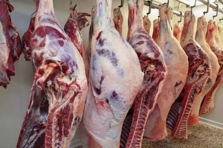 المغرب يعتزم استيراد 30 ألف رأس من الأبقار قبل رمضان