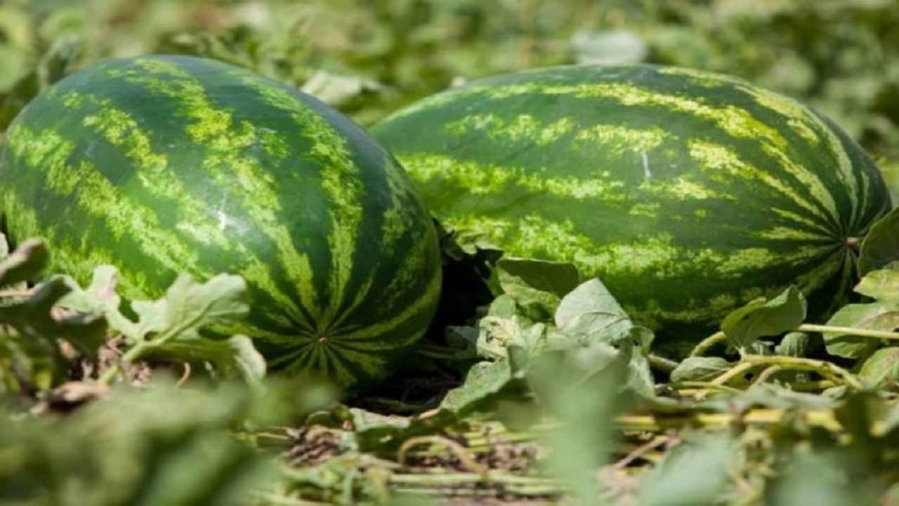 الرشيدية … الخصاص المائي يمنع زراعة البطيخ