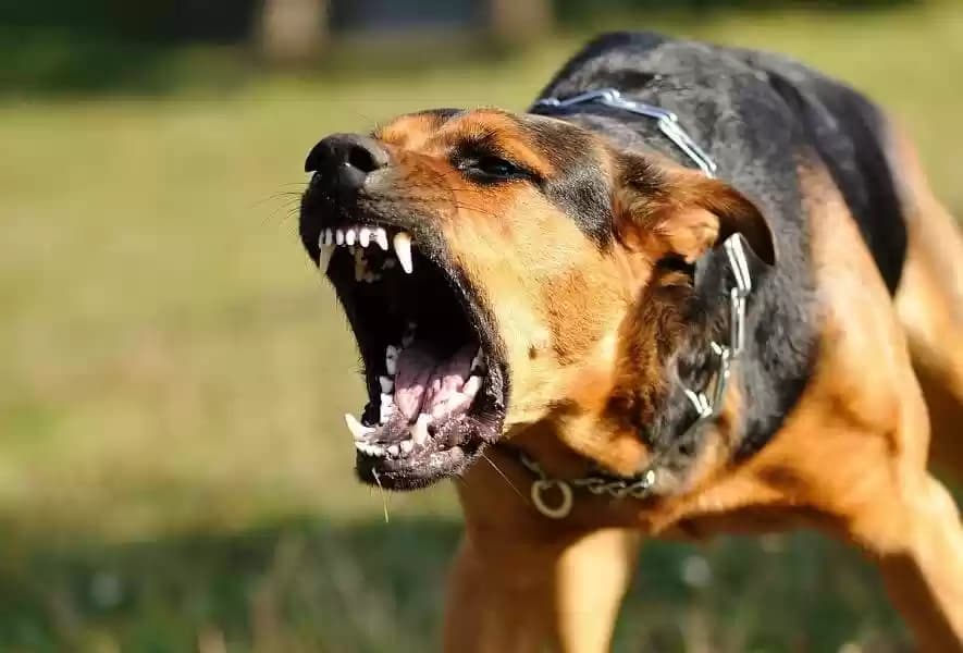 الحسيمة … كلب مسعور ينهي حياة سيدة