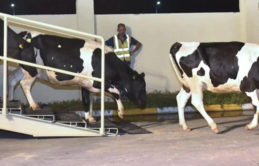 "رابطة تطالب بالتحقيق في "أبقار البرازيل