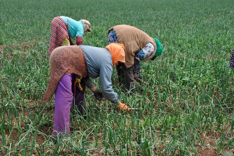 سلاليات يشتكين من التمييز بجماعة سبت لوداية بإقليم مولاي يعقوب