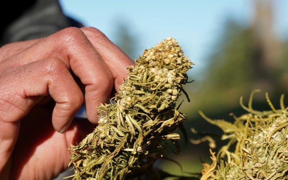 وزير الصحة يضع شروط الترخيص للأدوية المصنعة من القنب الهندي