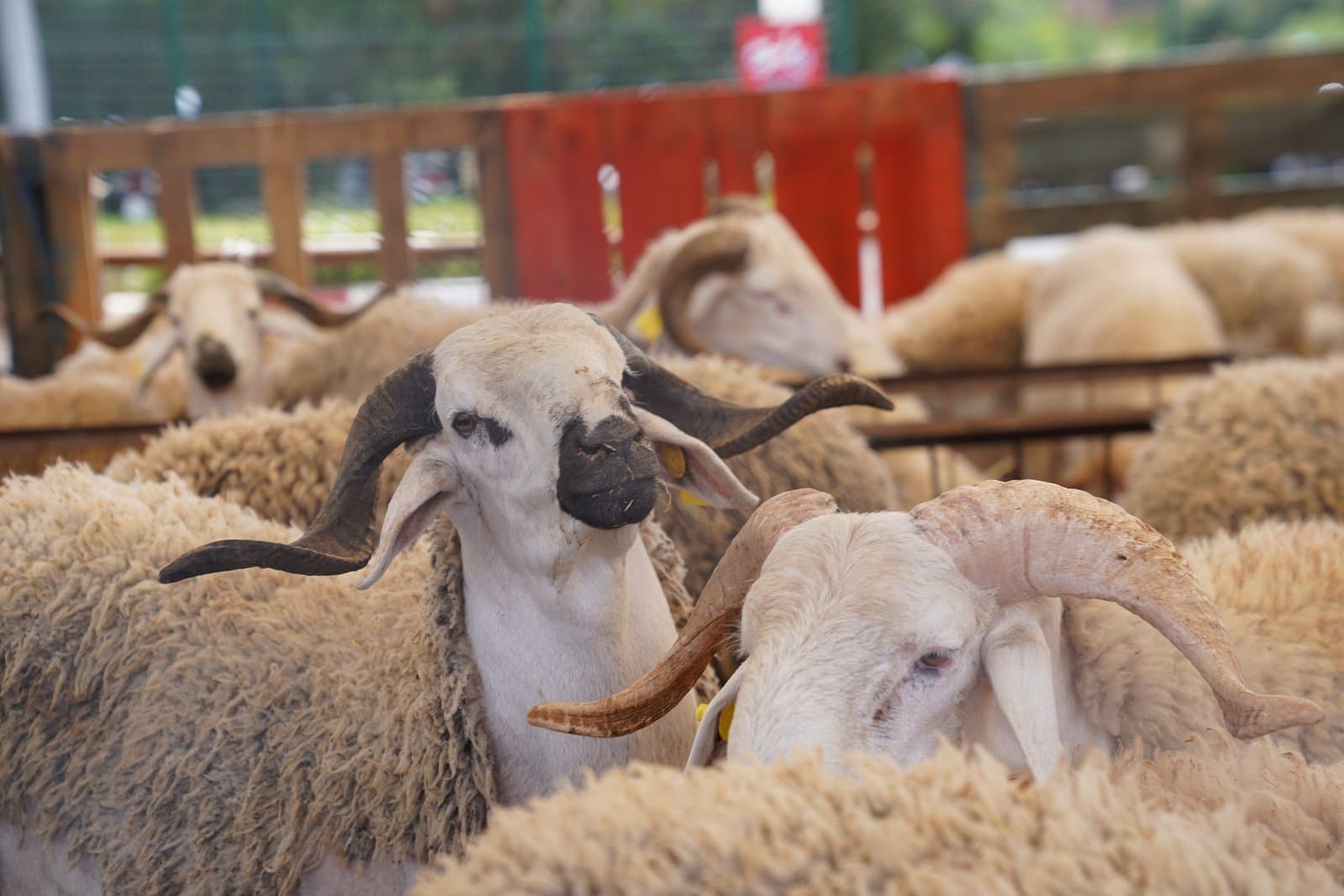 عيد الأضحى: الحكومة المغربية تبسط الإجراءات