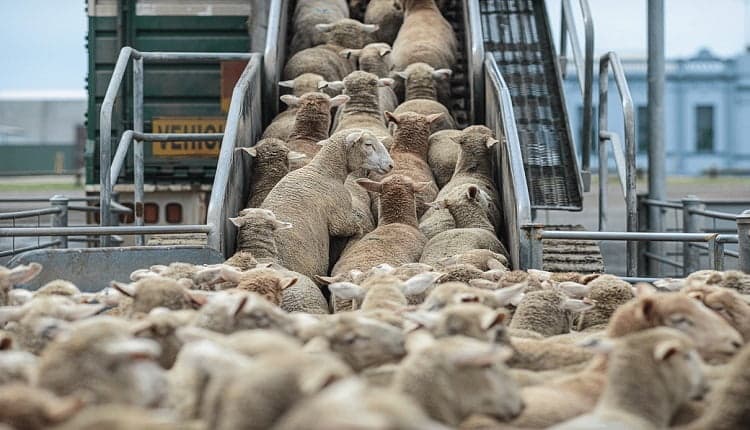 عيد الأضحى: وزارة الفلاحة تترقب استيراد حوالي 600 ألف رأس من الأضاحي