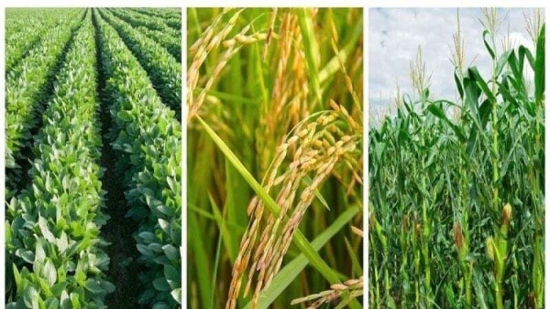 التساقطات المطرية الأخيرة تهدد المحاصيل الزراعية في شمال المغرب