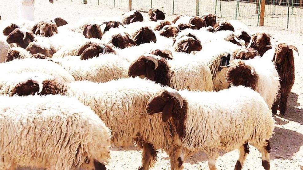 الشحنات المستوردة من الأغنام تخضع للحجر الصحي لمدة 40 يومًا