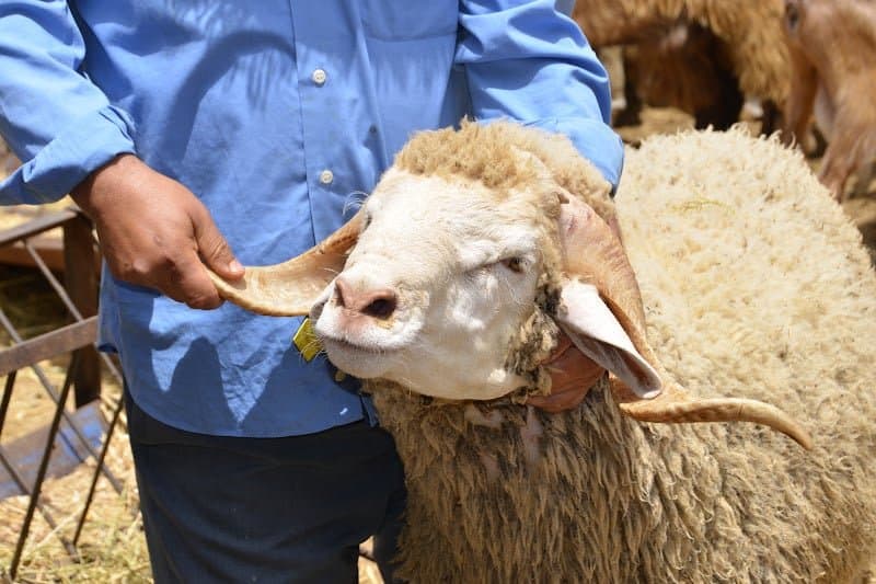 خريبكة تفضل لحم "الخروف الأصفر"