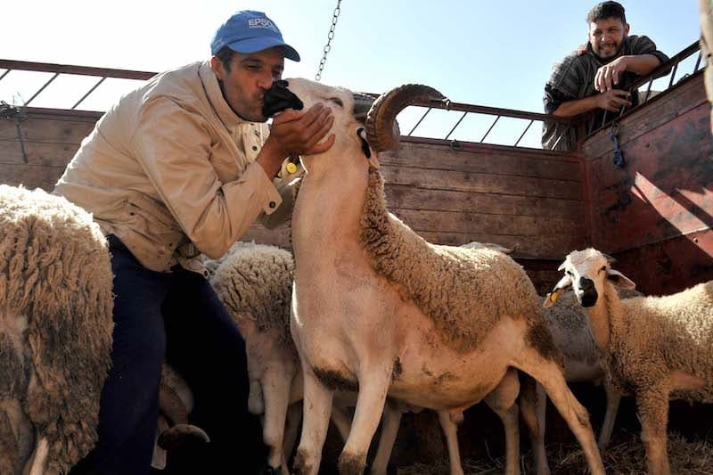 الحكومة تؤكد أن استيراد أضاحي العيد عملية استثنائية ومؤقتة