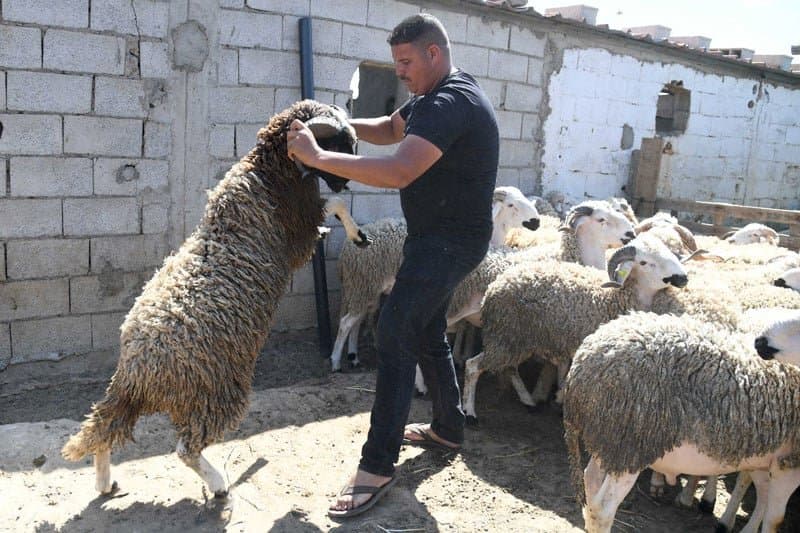مغاربة يلجؤون إلى الضيعات لشراء الأضاحي.. والأغنام الإسبانية تجذب الزبناء