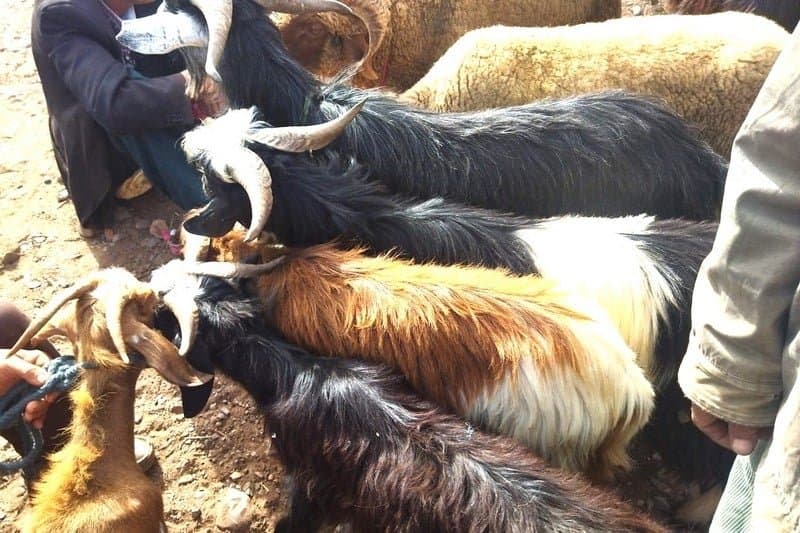 أسباب صحية تدفع المغاربة إلى زيادة الإقبال على شراء الماعز في عيد الأضحى