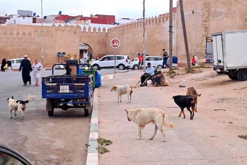 "اليوم العالمي للكلب" يسائل جهود المغرب في مكافحة الكلاب المتشردة