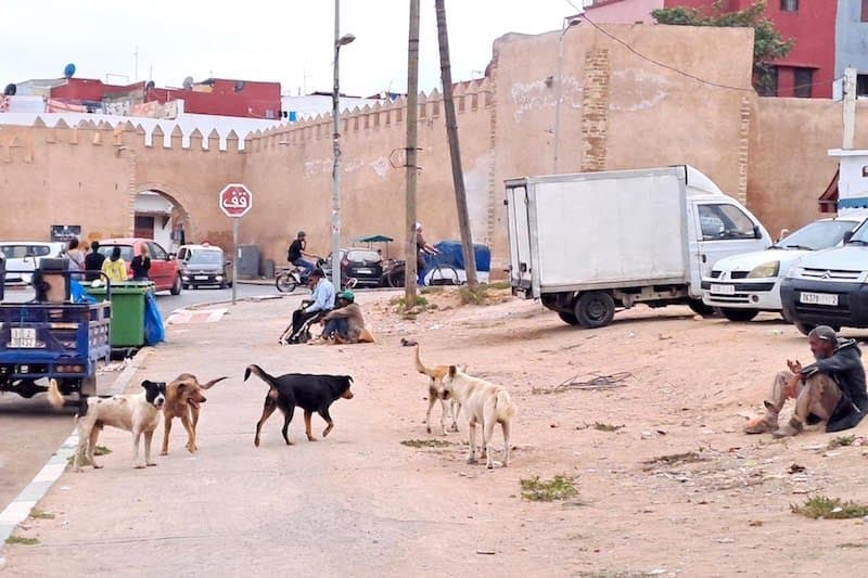 "الداخلية" تكثف جهود مكافحة انتشار الكلاب الضالة وتستعين بخبرات "باستور"