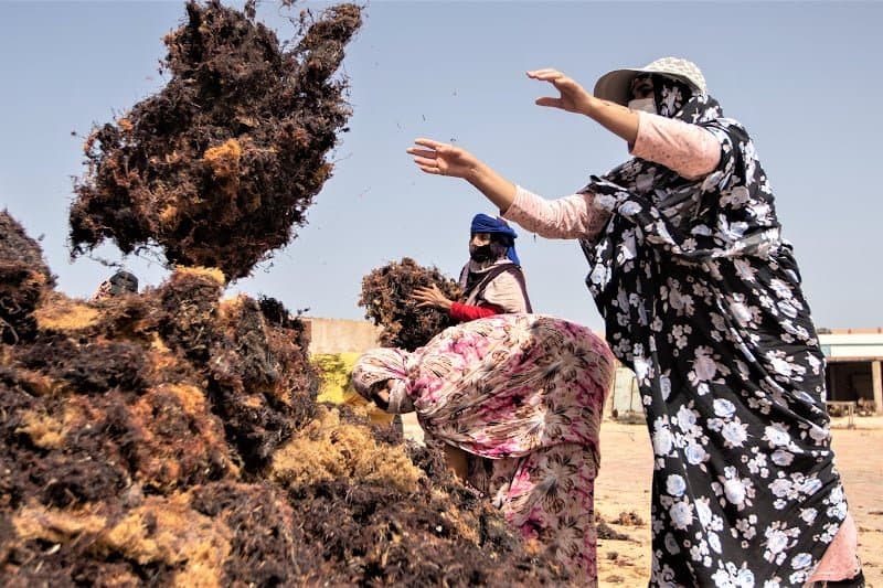 الجفاف يتحدى تعاونيات فلاحية نسائية