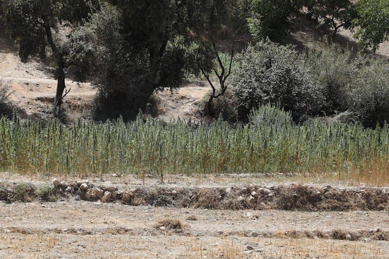 مزارعو القنب الهندي يطالبون ببناء "سدود تلية" لمواجهة ضياع مياه الأمطار