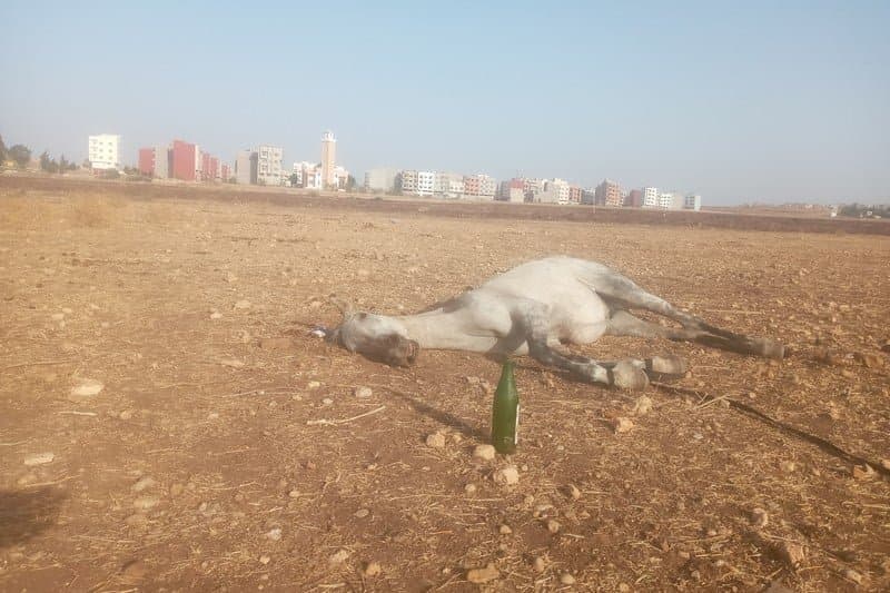 نفوق خيول يستنفر السلطات قرب سطات