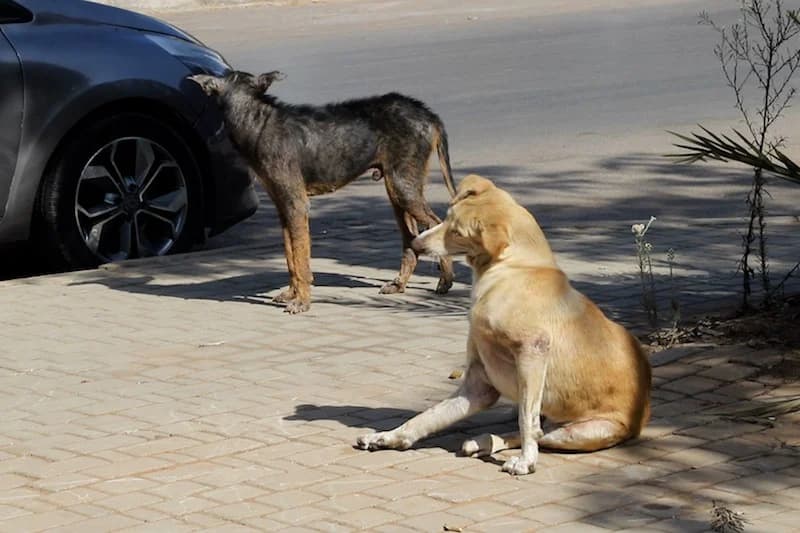 اتفاقية تكافح الحيوانات الضالة بأكادير