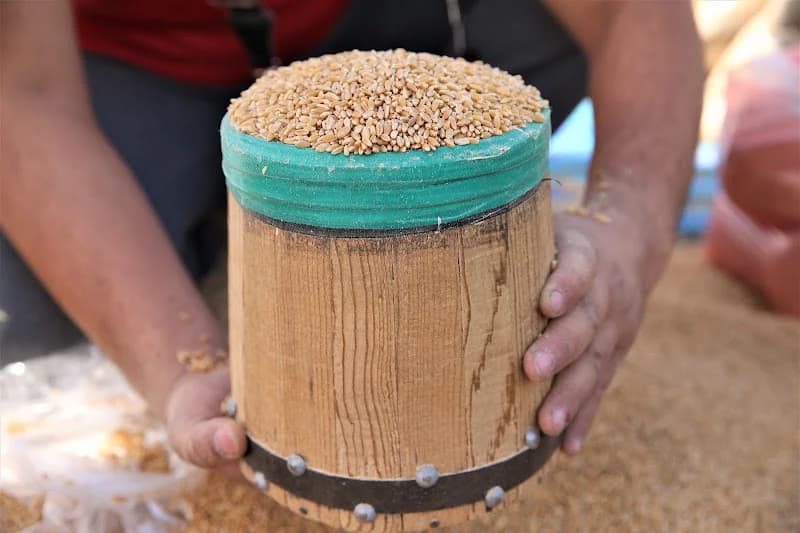 أسعار الحبوب تنخفض في شمال المغرب