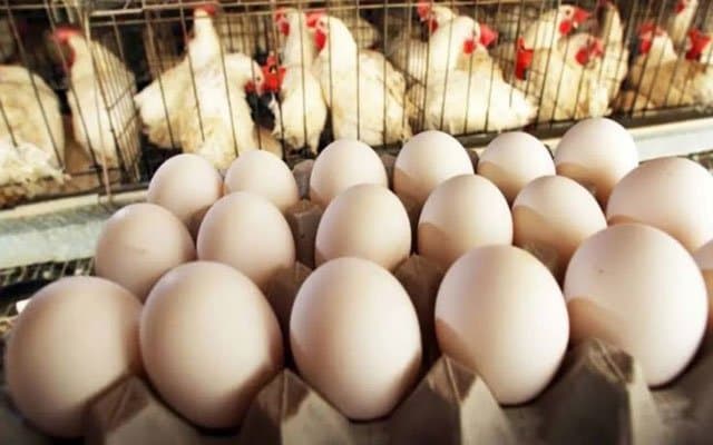 لجنة برلمانية توافق على طلبات للتحقيق في أسعار الأسماك والدواجن والبيض