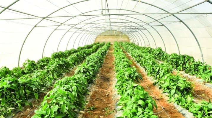 الزراعة المحمية تعزز التفاؤل بمستقبل الفلاحة في المغرب