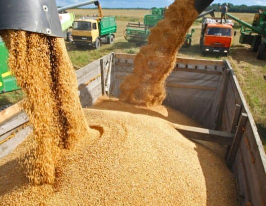 روسيا تصدر 31 ألف طن من القمح إلى المغرب