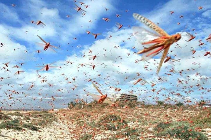 أسراب الجراد الصحراوي تهدد المحاصيل الزراعية والمراعي