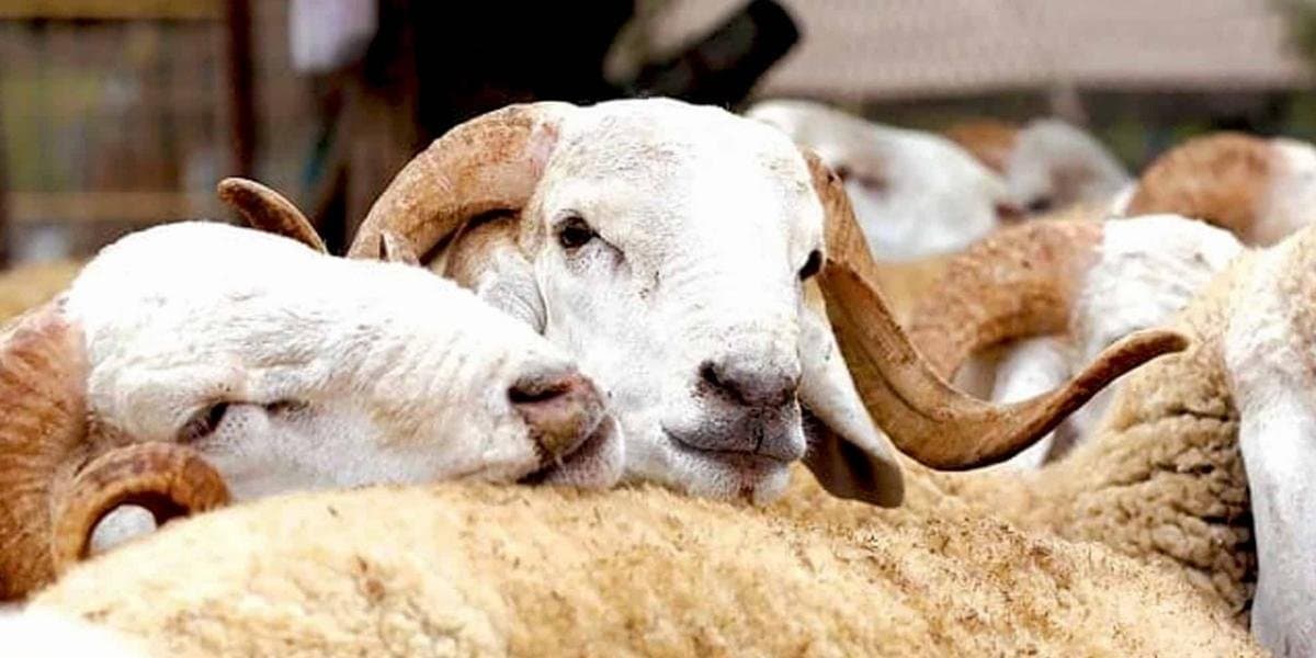 عيد الأضحى: 437 مليون درهم لدعم استيراد الأغنام في 2023 و2024