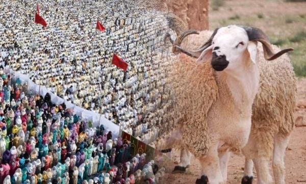 عيد الأضحى بدون  نحر في المغرب.. المقاصد أولاً قبل الطقوس