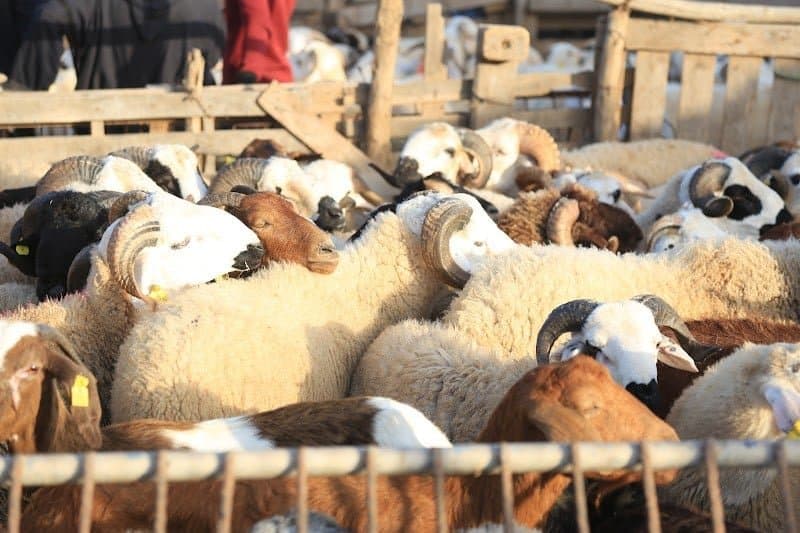 شائعة إغلاق أسواق المواشي تُربك « الكسّابة » .. ومصادر حكومية توضح