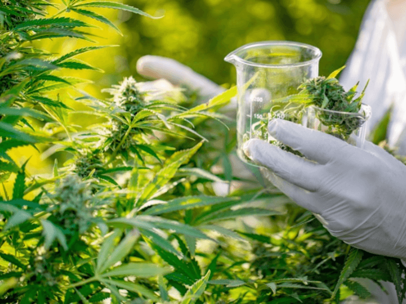 القنب الطبي: المغرب يحقق خطوة تاريخية دوليًا