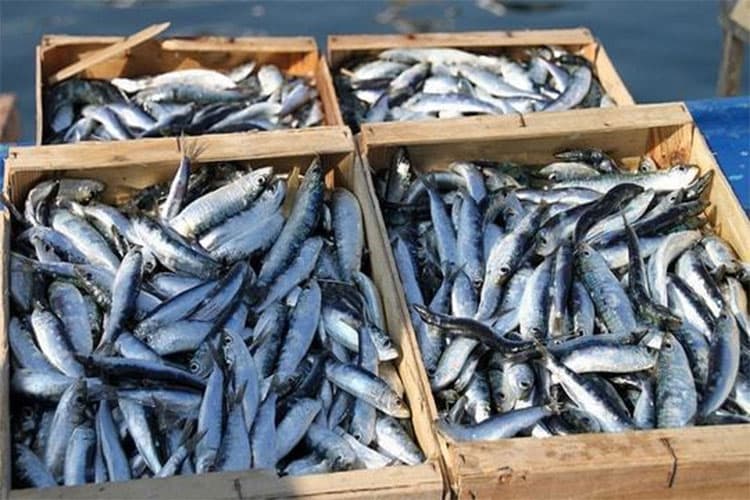 عائلة زنيبر تطلق مشروعاً صناعياً جديداً لتعليب الأسماك في طانطان