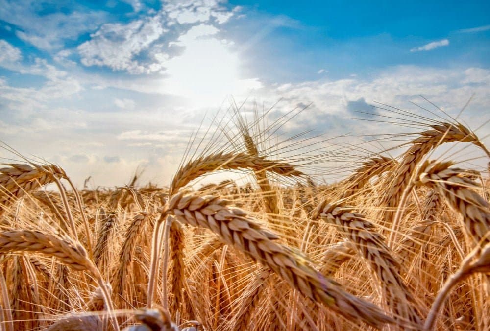 أسعار الحبوب بين ضغط الطقس وتقلب العملات