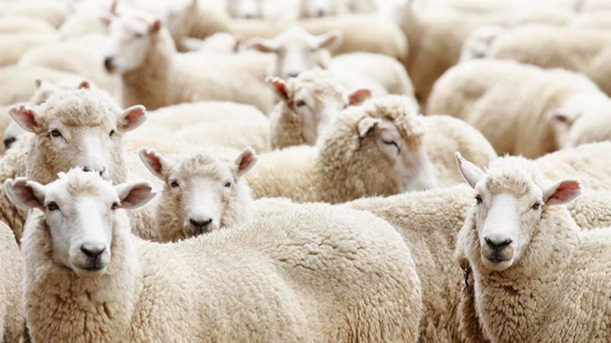 ارتفاع القطيع الوطني: الحكومة تدعو إلى خفض الأسعار