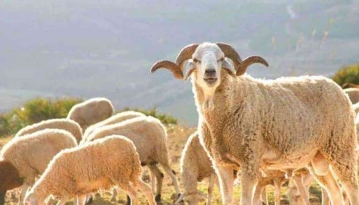 عيد الأضحى: تحذيرات من سوء حفظ اللحوم