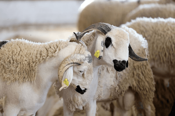 عيد الأضحى: وفرة في العرض وارتفاع في التكاليف