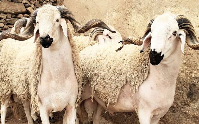 مطالب بمنحة خاصة قبل عيد الأضحى