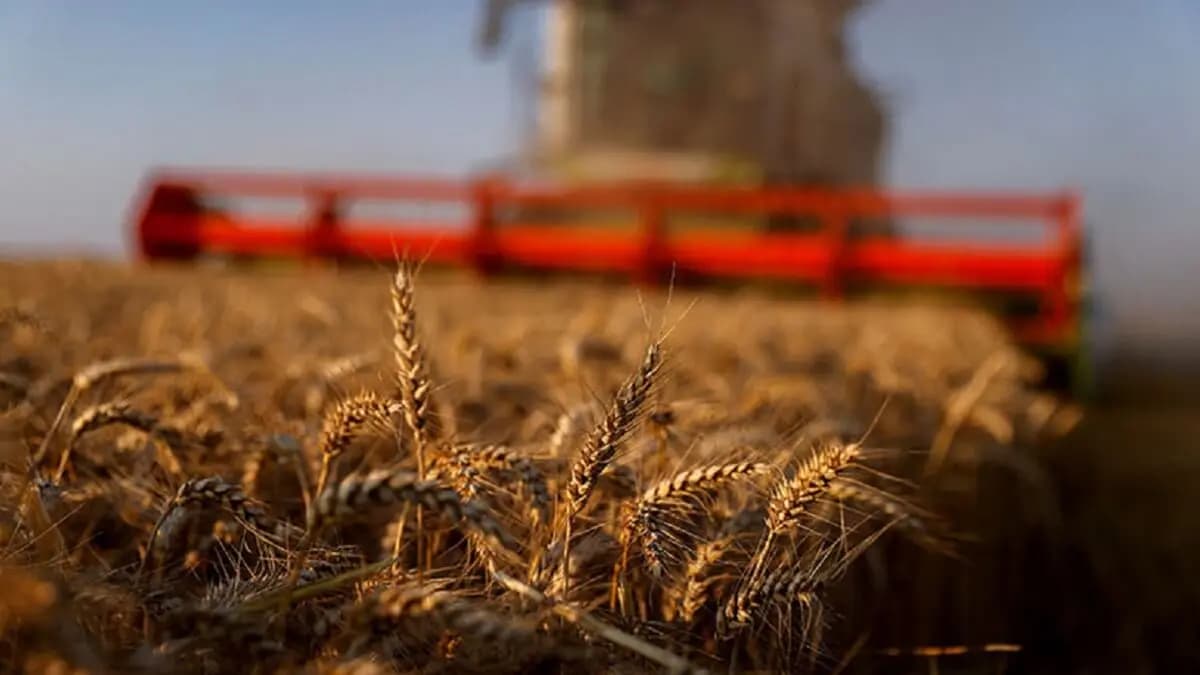 المغرب يرفع دعم القمح وسط ضغوط على الأسواق الدولية