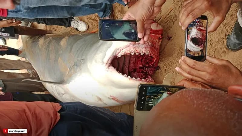 نصائح غريبة لتجنب خطر القرش … لا تتبول واضربه بالأماكن الحساسة