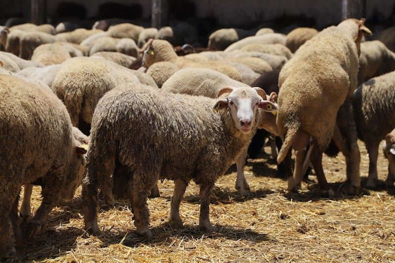 فتح باب التسجيل لطلبات استيراد منتجات الأغنام