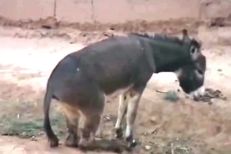 النيابة العامة تحاكم « باتر أطراف حمار » بزاكورة