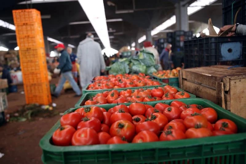 تراجع أسعار الطماطم في المغرب بسبب تجارة الجملة وإيقاع التصدير