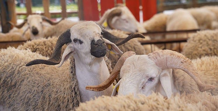 عيد الأضحى: آفاق إيجابية لأسعار الماشية